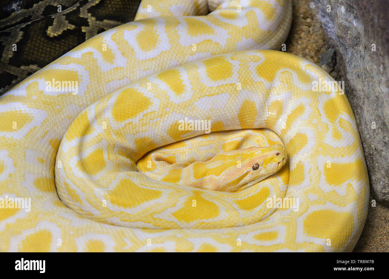 Golden Python Gelbe Schlange Liegen Auf Boden Albino Tigerpython Stockfotografie Alamy