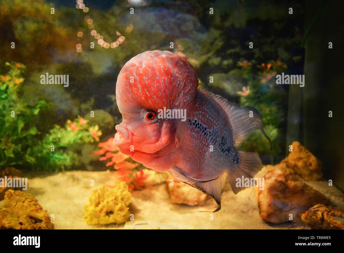 Bunte rote enrage Fisch pet cichlid Männlich schönen flowerhorn swimming Fish Tank unterwasser Aquarium Stockfoto