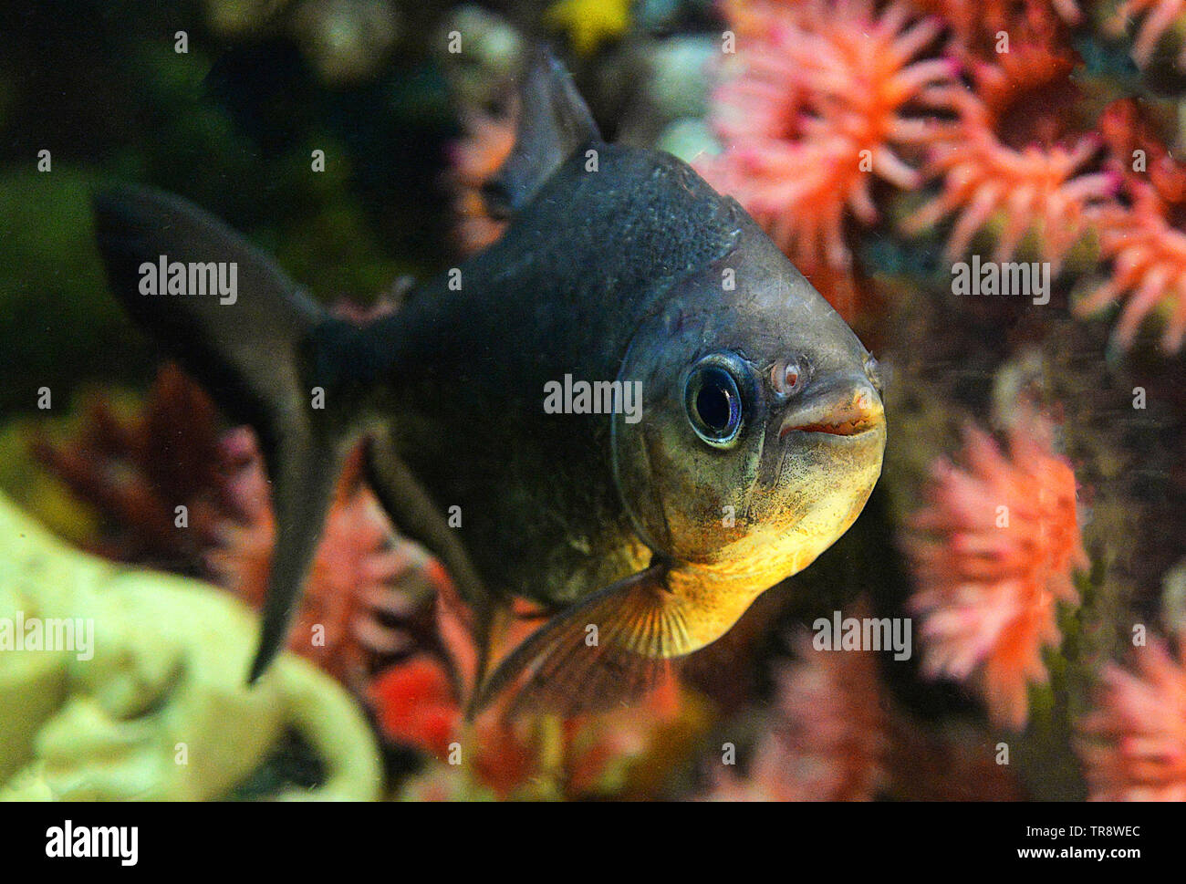 Blackfin Aufwachraum fisch Cachama oder schwarzer Pacu tambaqui - Colossoma macropomum Stockfoto