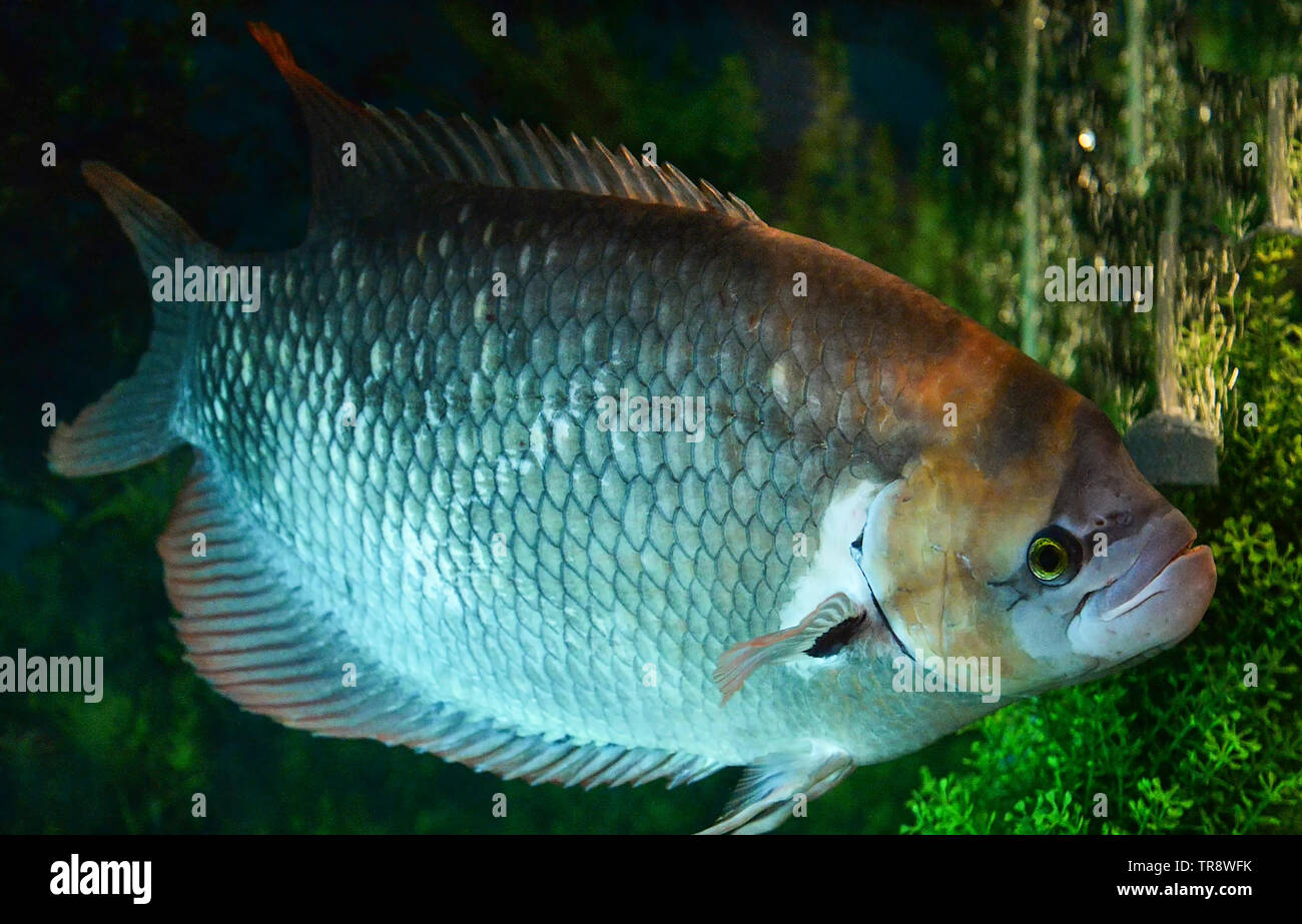 Giant gourami Fotos und Bildmaterial in hoher Auflösung Alamy