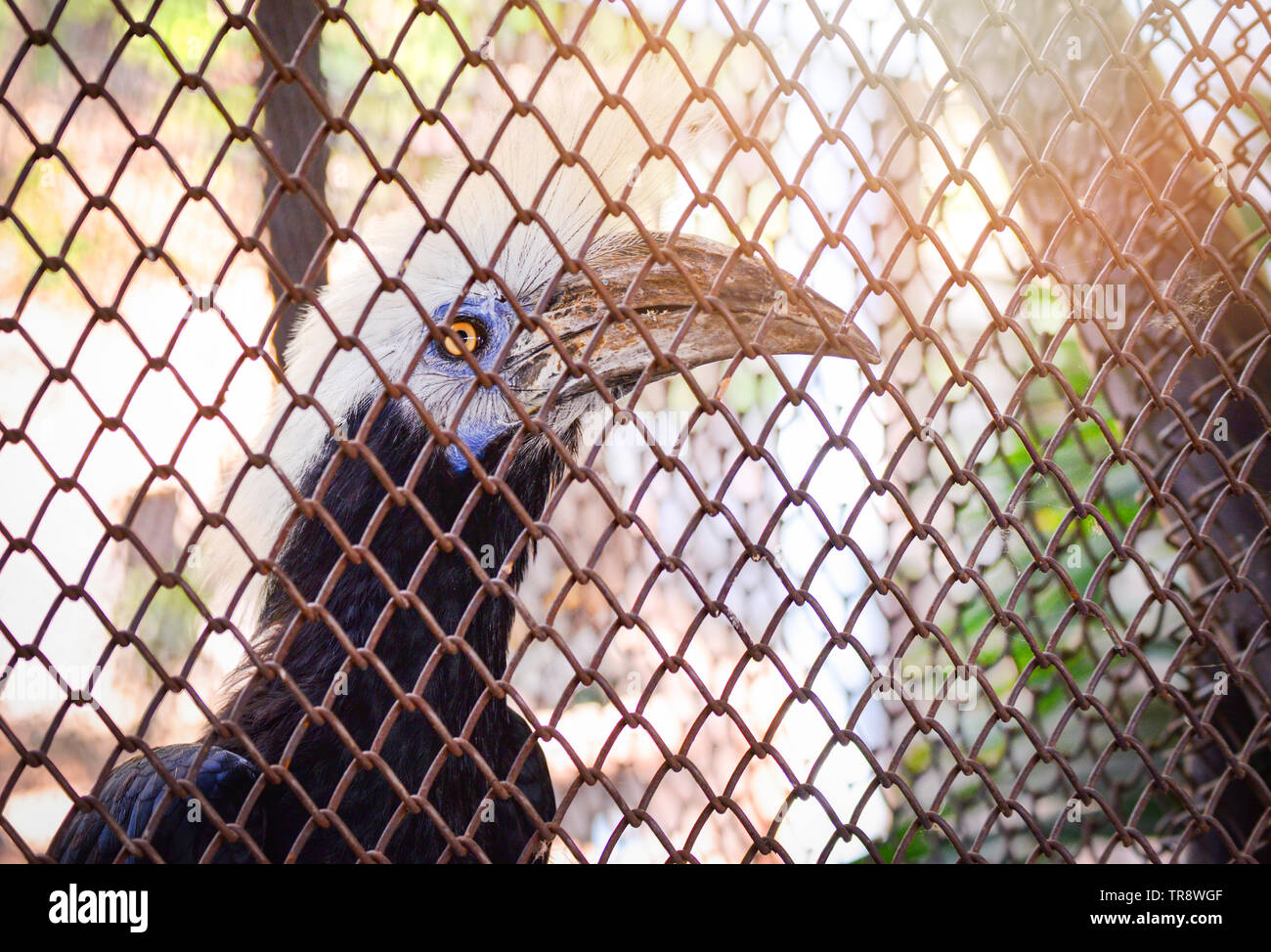 Weiß gekrönt Hornbill Vogel auf Ast in den Käfig Zoo im Nationalpark-weiß Crested hornbill Aceros comatus, Berenicornis comatus Stockfoto