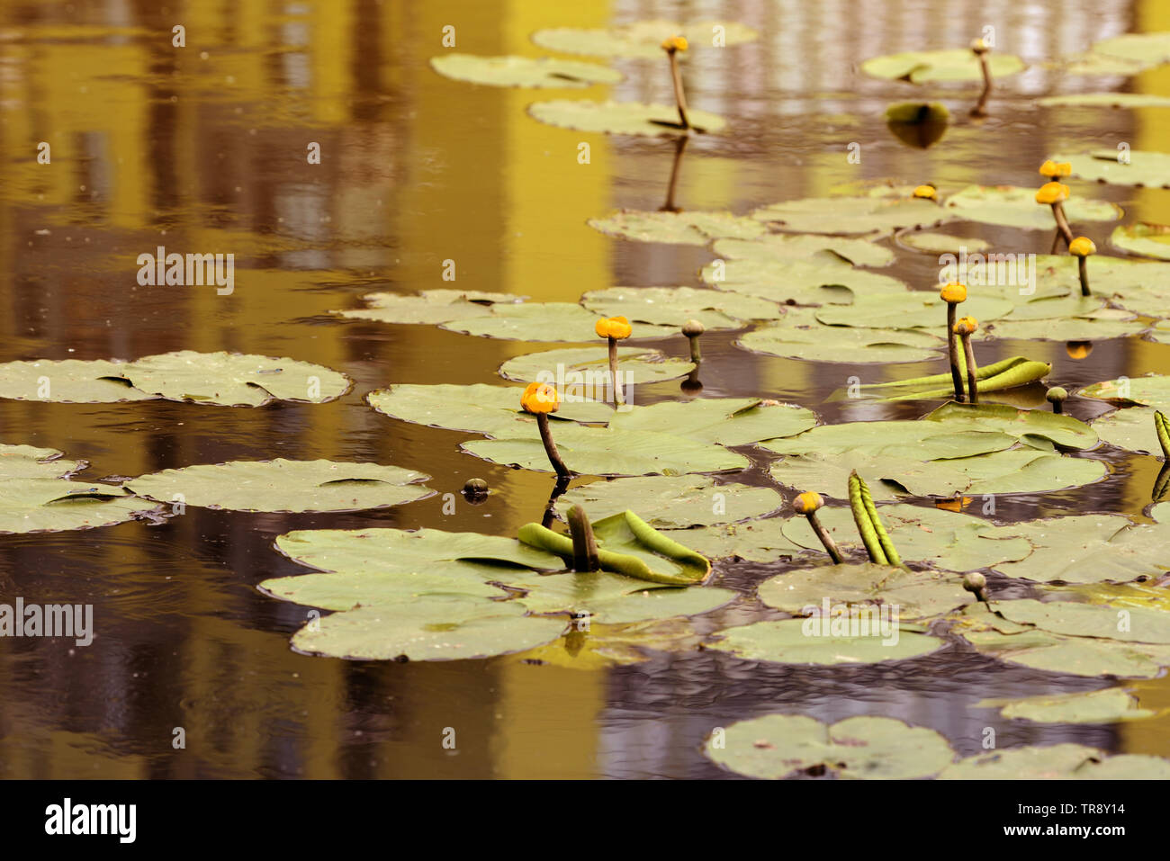 Gelbe Seerosen (Nuphar lutea), die in einem Teich im Sommer Stockfoto