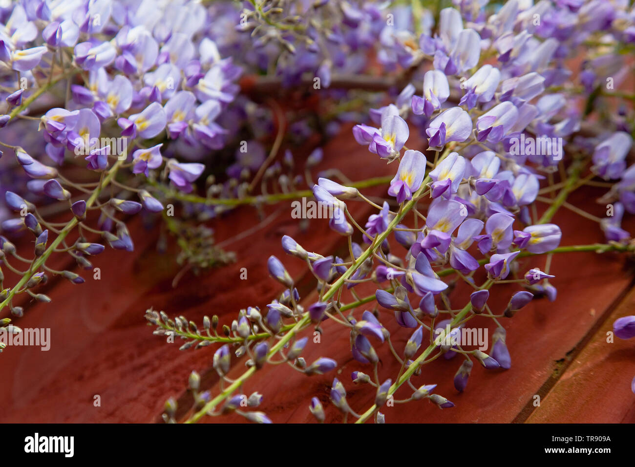 Pflanzen, Blumen, Glyzinen, Wisteria sinensis wächst im Freien im Garten. Stockfoto