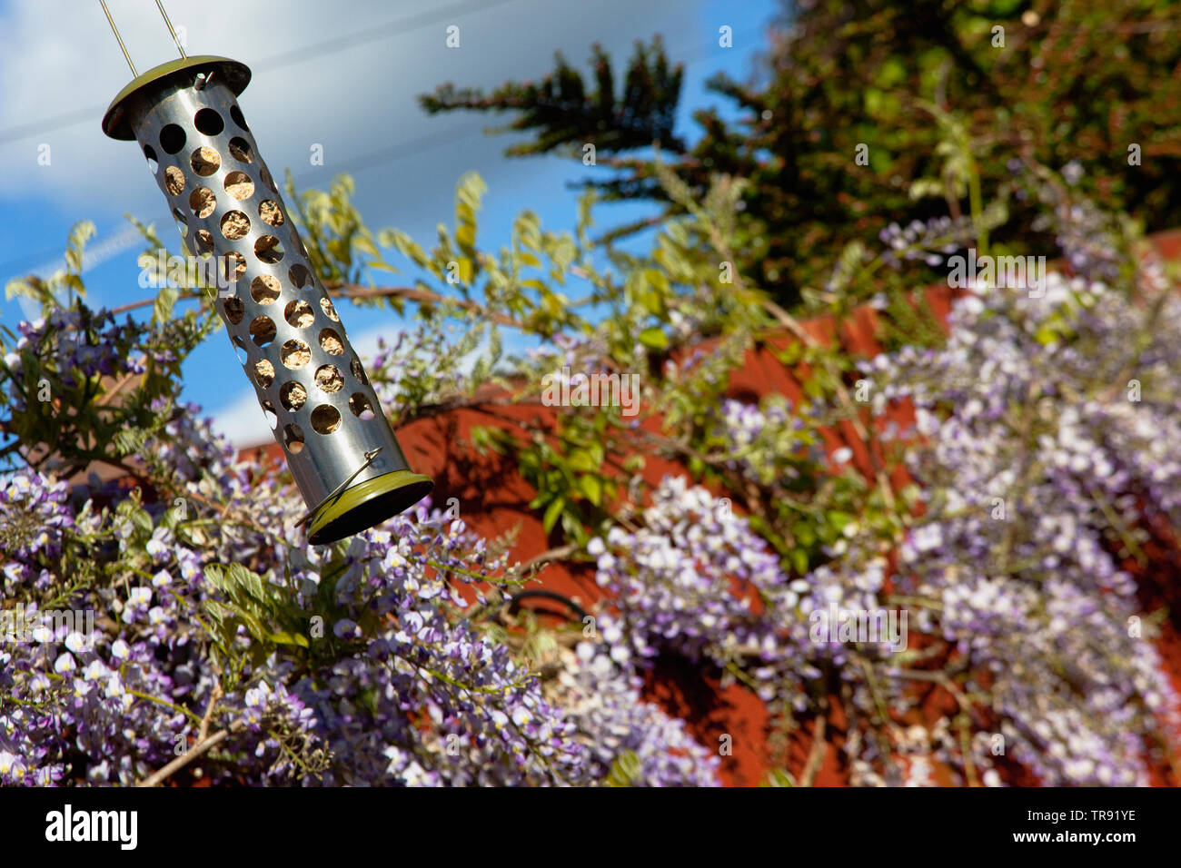 Bird Feeder vor Glyzinien, Wisteria sinensis, wachsende Außenpool im Garten. Stockfoto