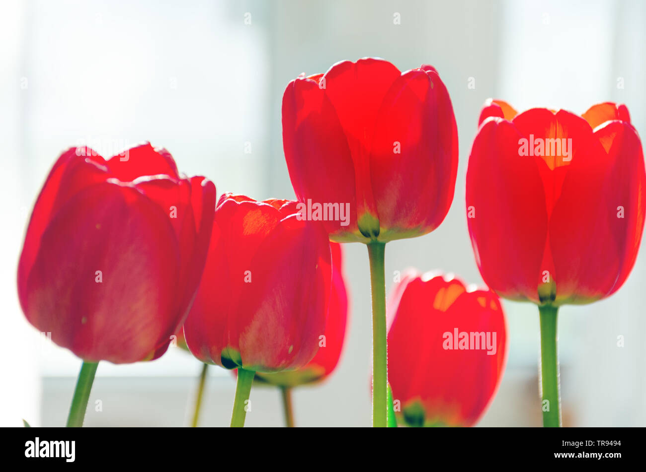 Bouquet von roten Tulpen. Foto mit geringer Tiefenschärfe. Blumen in sanften Hintergrundbeleuchtung. Stockfoto