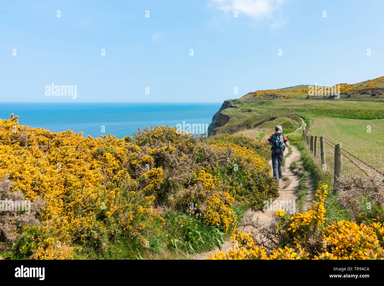 Reife männliche Wanderer auf dem Cleveland Way National Trail Küstenweg in der Nähe von Saltburn auf der North Yorkshire Küste. England.DE Stockfoto