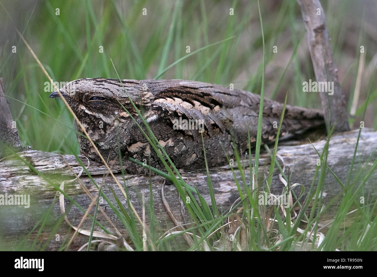 Europäische Nachtscharre (Caprimulgus eurpaeus), die tagsüber in Dorset im Mai 2019 Platz nimmt Stockfoto