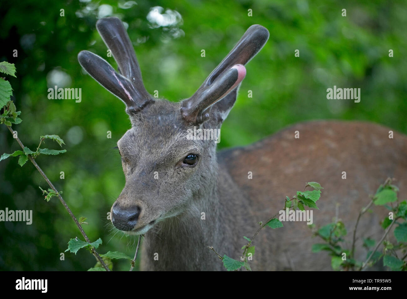 Sika-Hirsch (Cervus nippon), der im Mai 2019 Blätter von Dorset maut Stockfoto