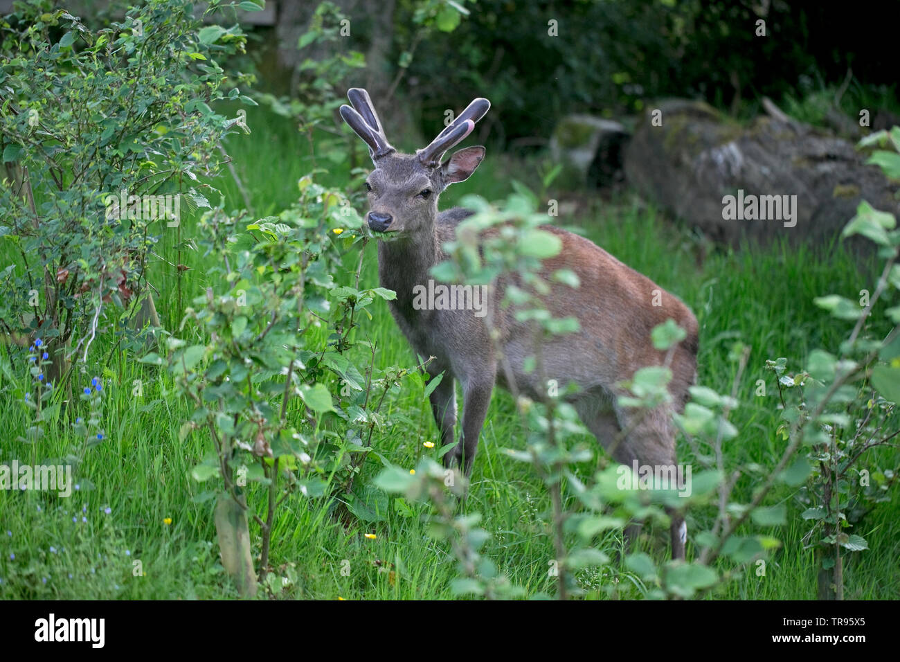 Sika-Hirsch (Cervus nippon), der im Mai 2019 Blätter von Dorset maut Stockfoto