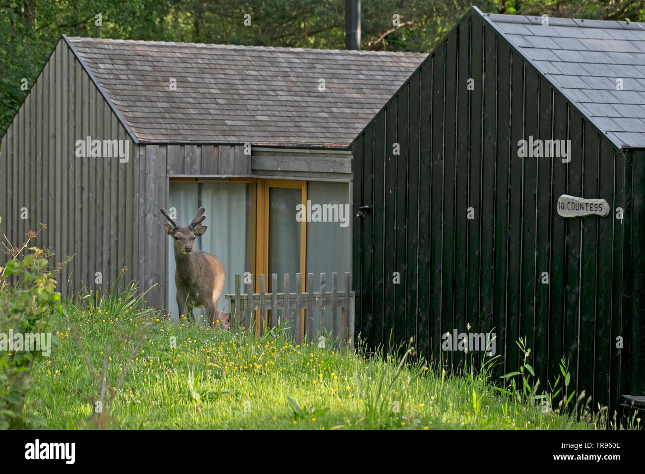 Sika Deer (Cervus nippon) Dorset Mai 2019 Stockfoto