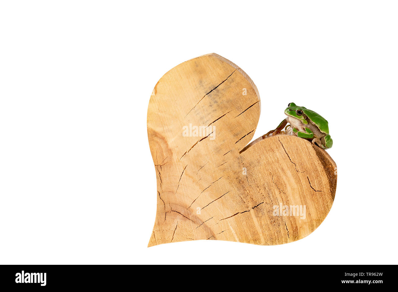 Grüner Frosch Laubfrosch sitzt auf Holz Herz Umwelt Konzept Beschneidungspfad enthalten Stockfoto