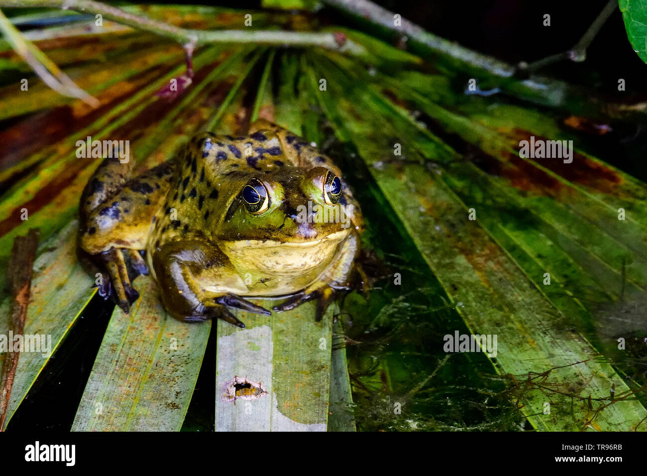 Pig Frog ist bereit für die Nacht. Stockfoto