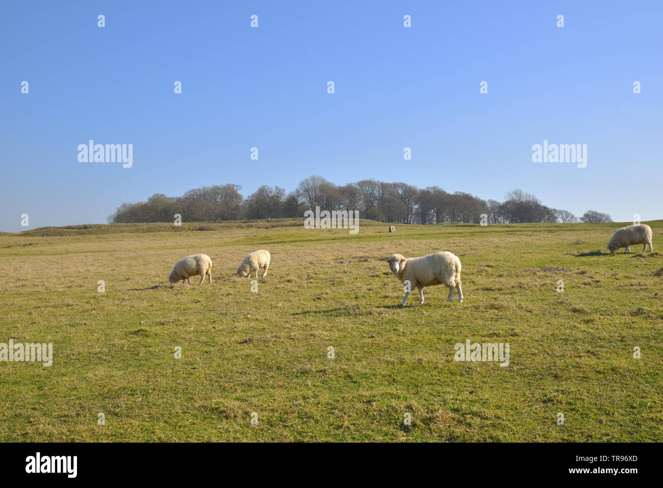Grasenden Schafen an Badbury Rings Stockfoto