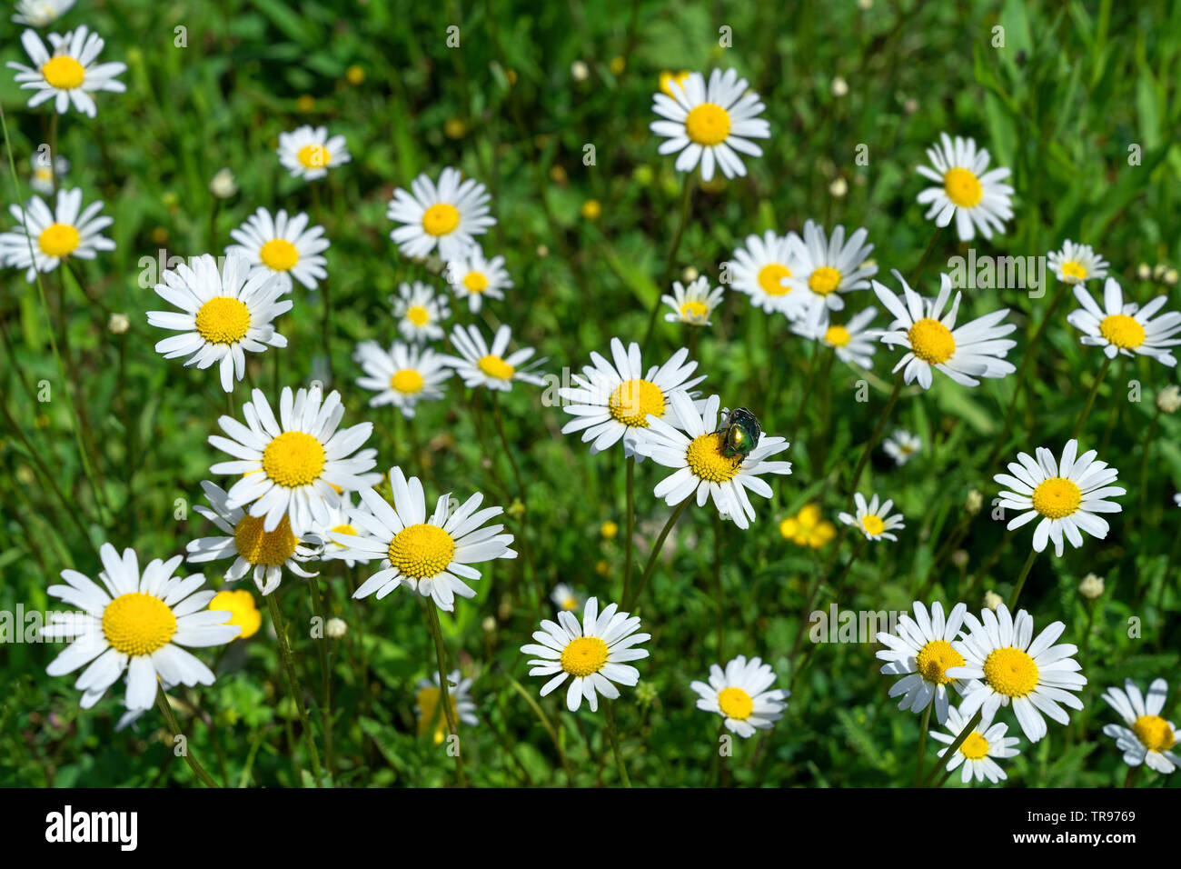 Margeriten mit einem Käfer in einer Blumenwiese Stockfoto
