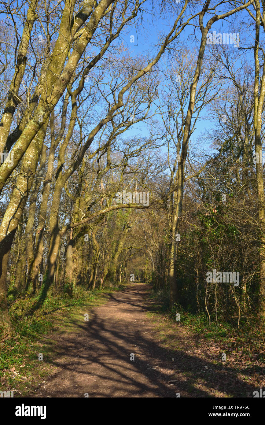 Pfad durch den Wald in der Nähe von Badbury Rings Stockfoto