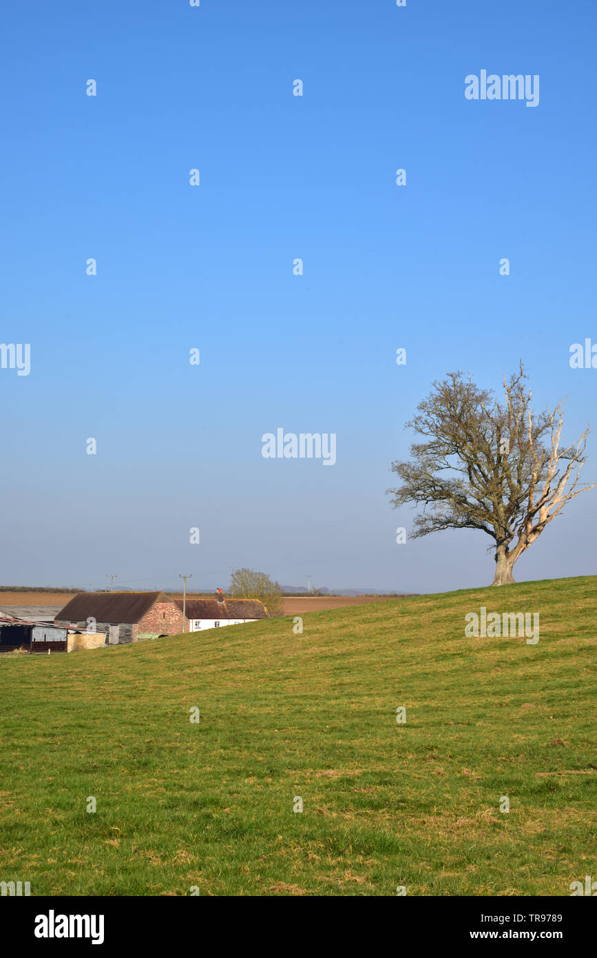 King Down Farm in der Nähe von Badbury Rings Stockfoto