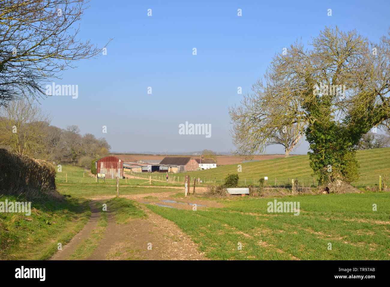 King Down Farm in der Nähe von Badbury Rings Stockfoto