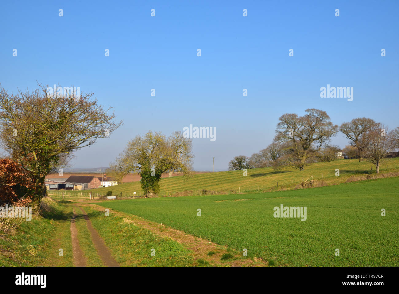 King Down Farm in der Nähe von Badbury Rings Stockfoto
