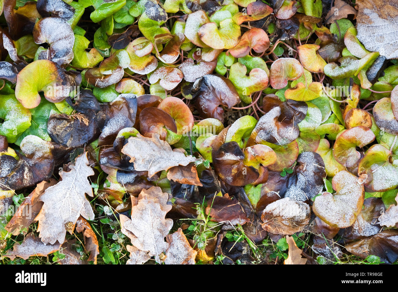 Europäische Wild Ginger (Asarum europaeum) und Eiche Blättern bedeckt mit Frost. Stockfoto