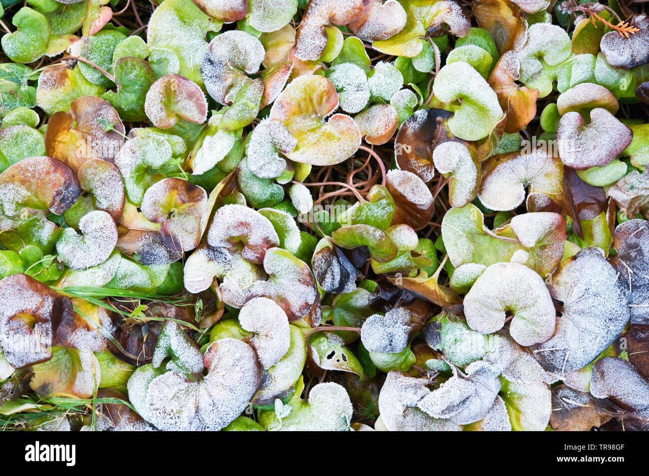 Europäische Wild Ginger (Asarum europaeum) Blätter mit Frost bedeckt. Stockfoto