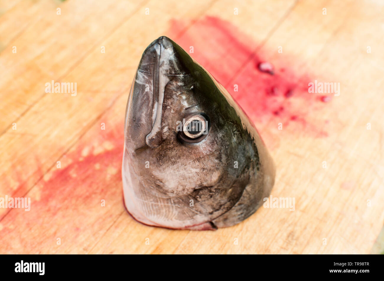 Schneiden Sie den Kopf der rohen Makrele Fisch mit Blut auf Holzbrett Oberfläche closeup als surreal Objekt Stockfoto