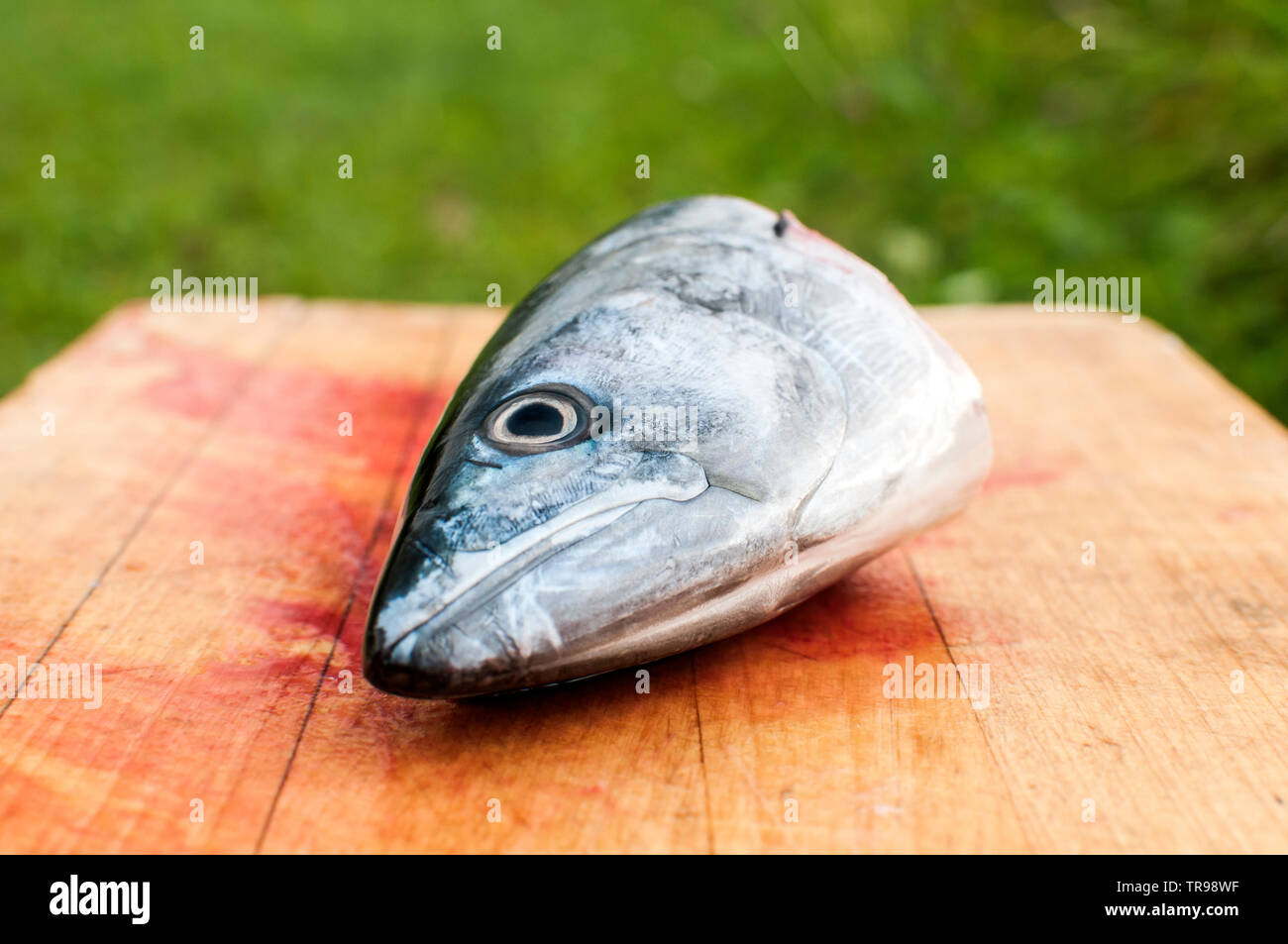 Schneiden Sie den Kopf der rohen Makrele Fisch mit Blut auf Holzbrett Oberfläche closeup als surreal Objekt Stockfoto