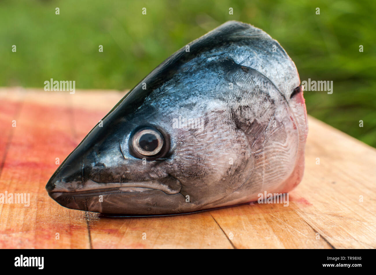 Schneiden Sie den Kopf der rohen Makrele Fisch mit Blut auf Holzbrett Oberfläche closeup als surreal Objekt Stockfoto