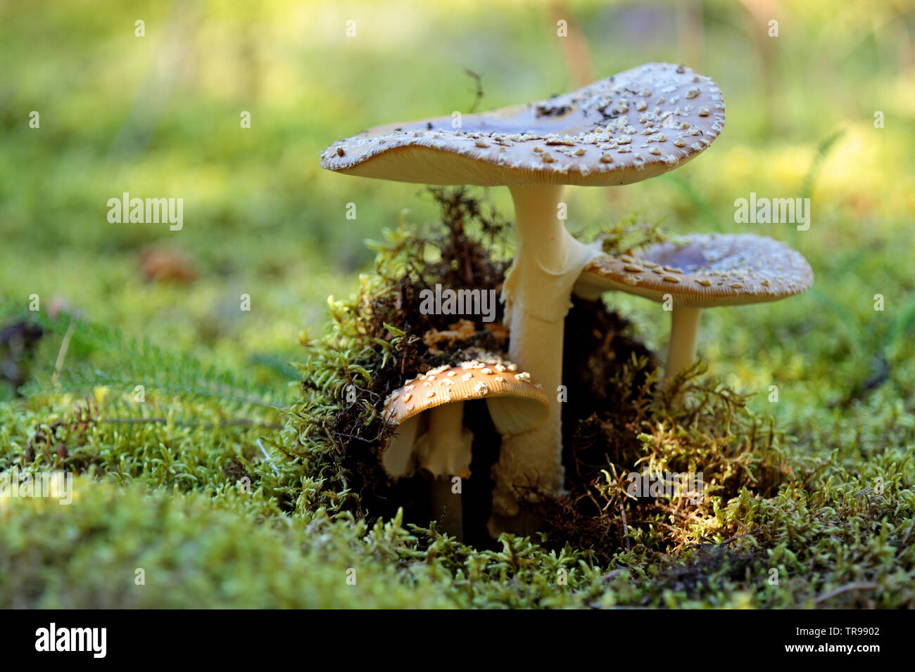 Giftigen Pilze wachsen aus Moos im August Stockfoto