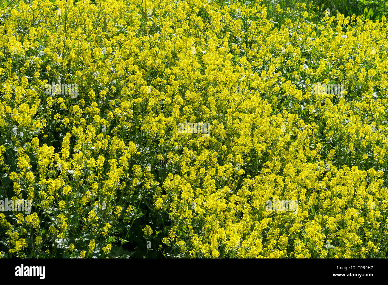 Großen Patch von Senf wilde Blume Stockfoto