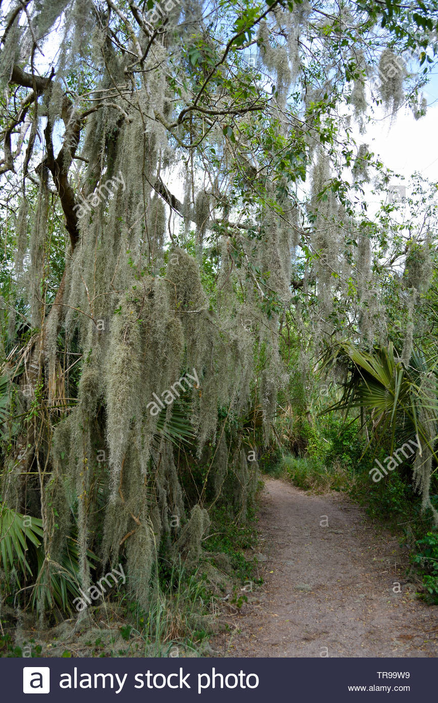 Palme In Texas Stockfotos und bilder Kaufen Alamy