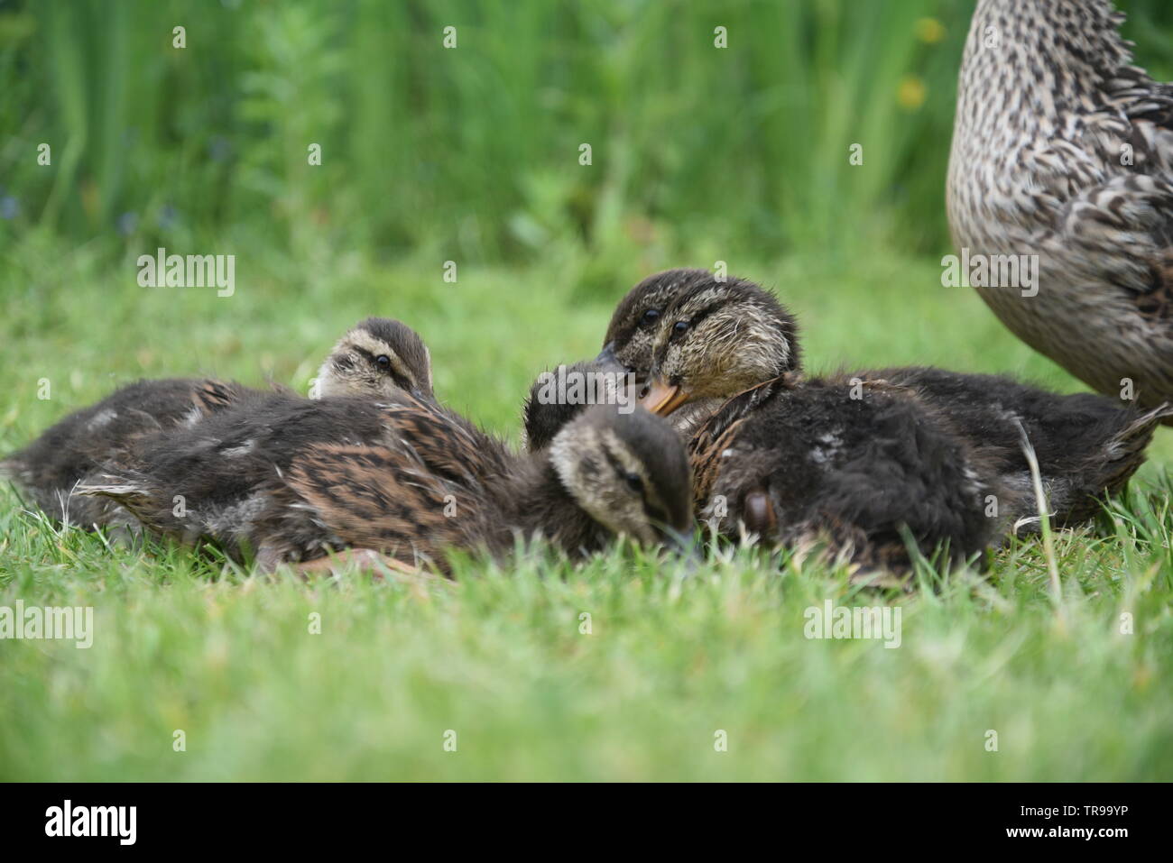 Mutter Ente und ihre Küken Stockfoto