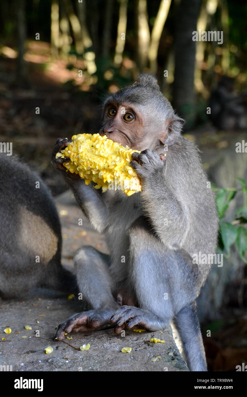 Heilige Affenwald, Ubud Stockfoto