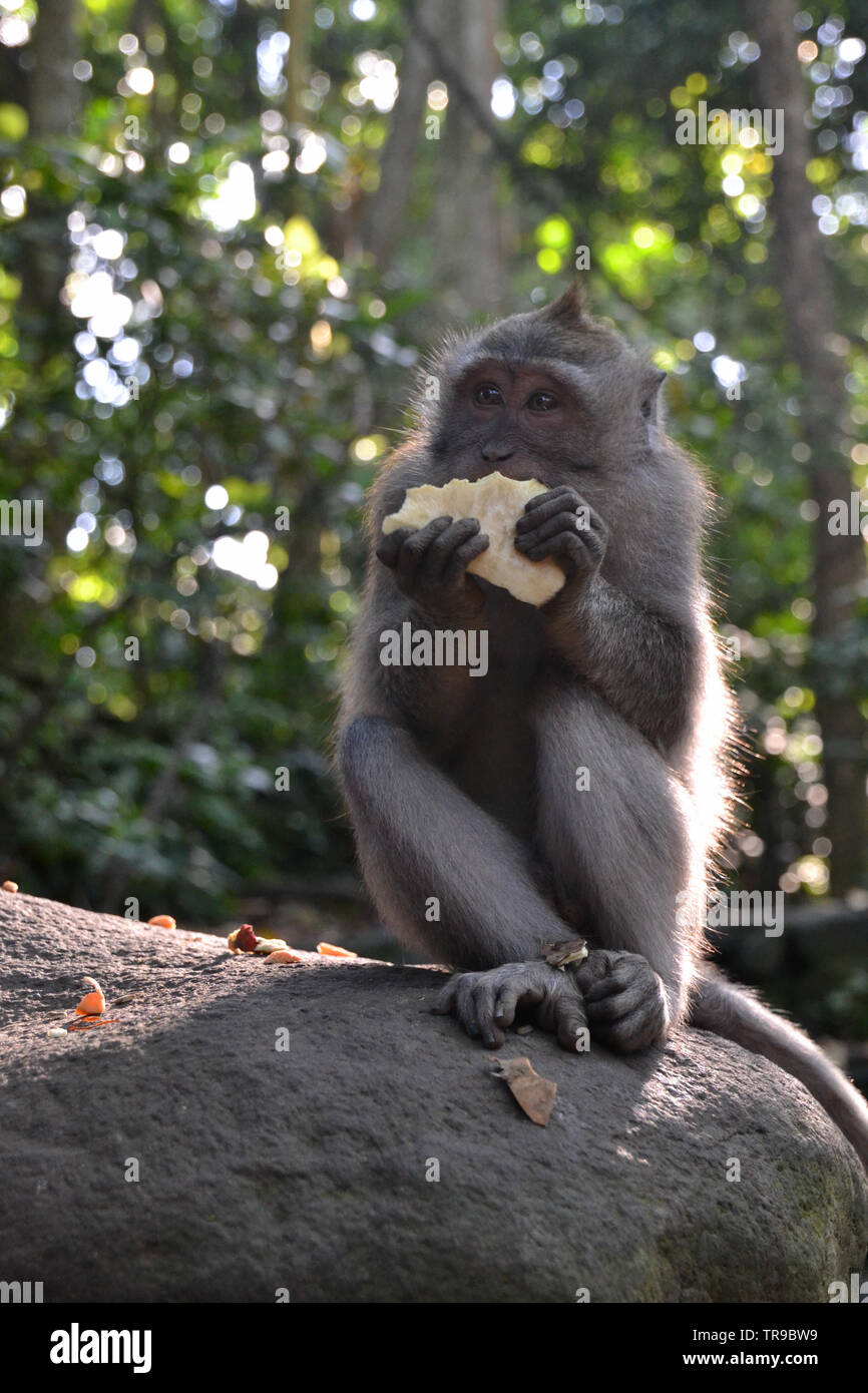 Heilige Affenwald, Ubud Stockfoto