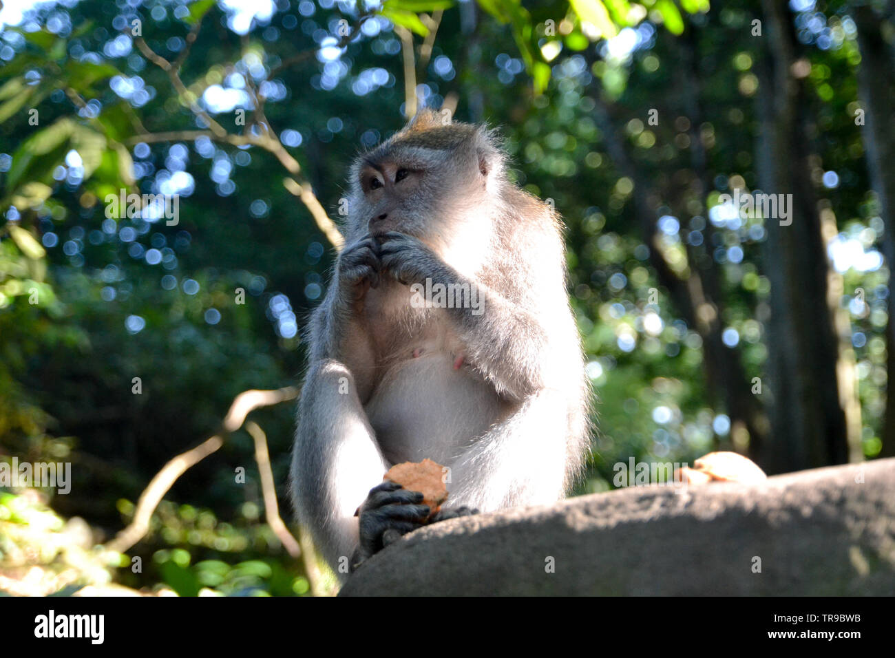 Heilige Affenwald, Ubud Stockfoto