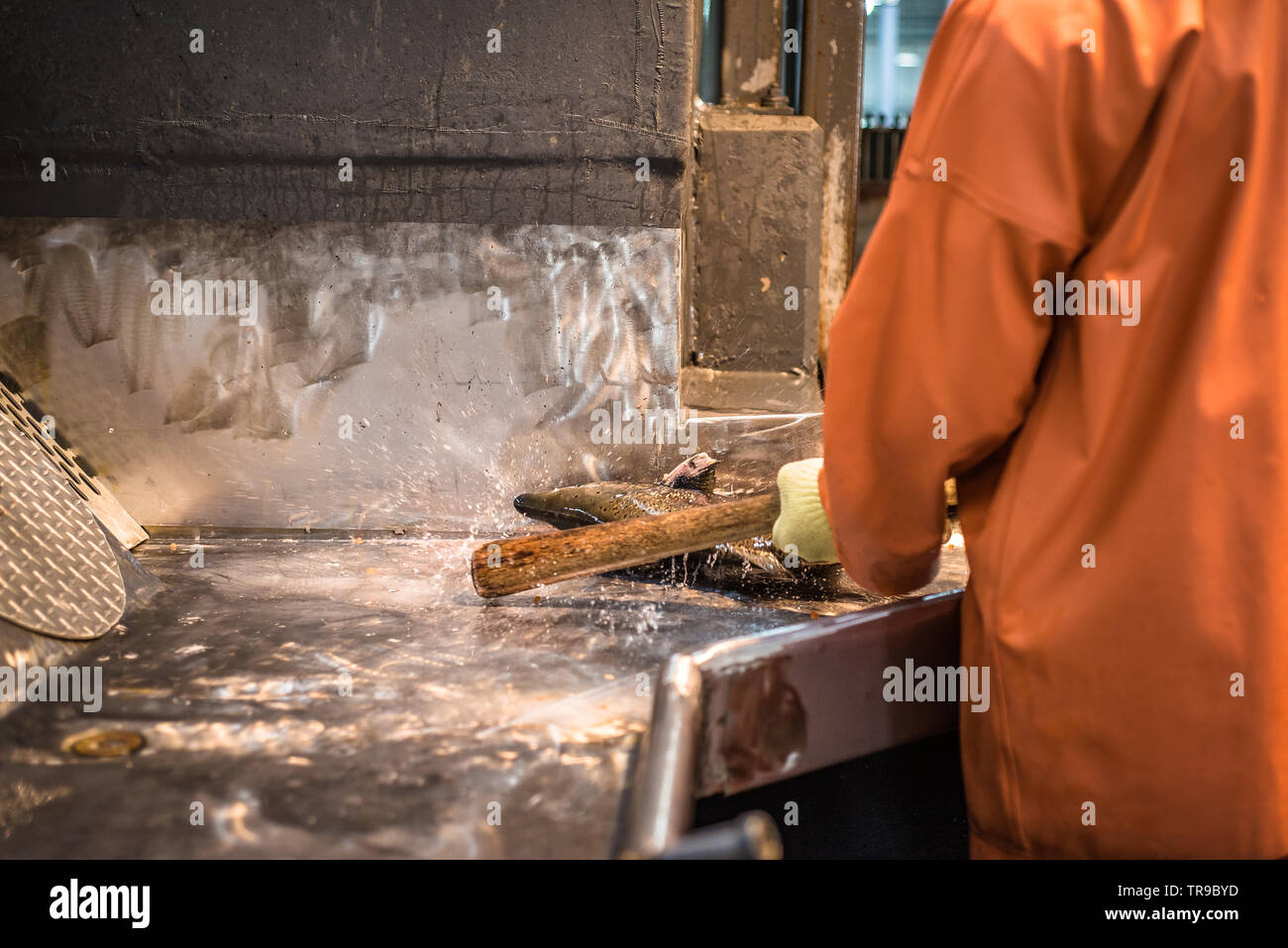 Arbeitnehmer in einem fischzuchtanstalt Holding einen Chinook Lachs und eine atemberaubende Stock an eine Sortierung Tabelle, bevor die künstliche laichen. Stockfoto