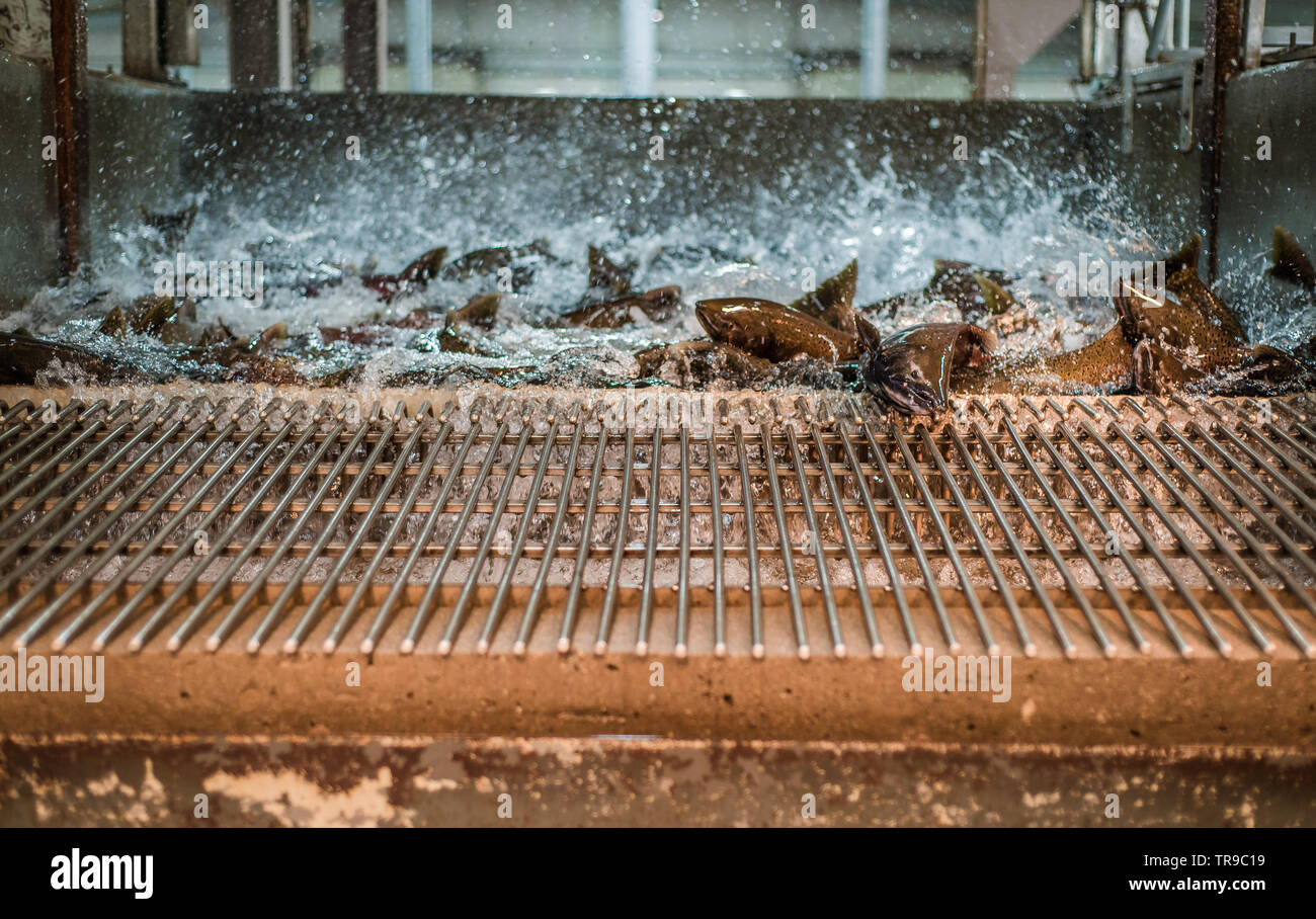 Live chinook Lachs an eine Fischzuchtanstalt, Plumpsen und Spritzwasser auf einem Metallgitter, aus dem main Holding Tank zum Laichen übertragen Stockfoto