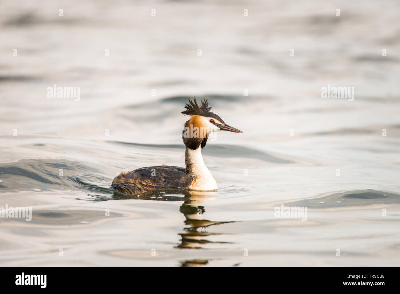 Haubentaucher Vogel mit roten Augen auf dem Wasser schwimmend in Nordholland, Niederlande Stockfoto