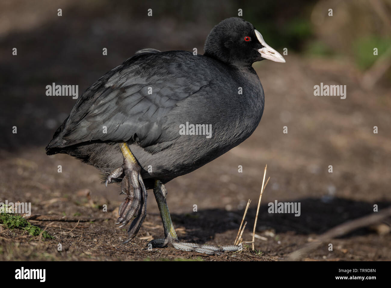 Foto von einem eurasischen Blässhuhn Stehen auf einem Bein schließen, bis das andere Bein gebrochen wurde oder verletzt. Stockfoto