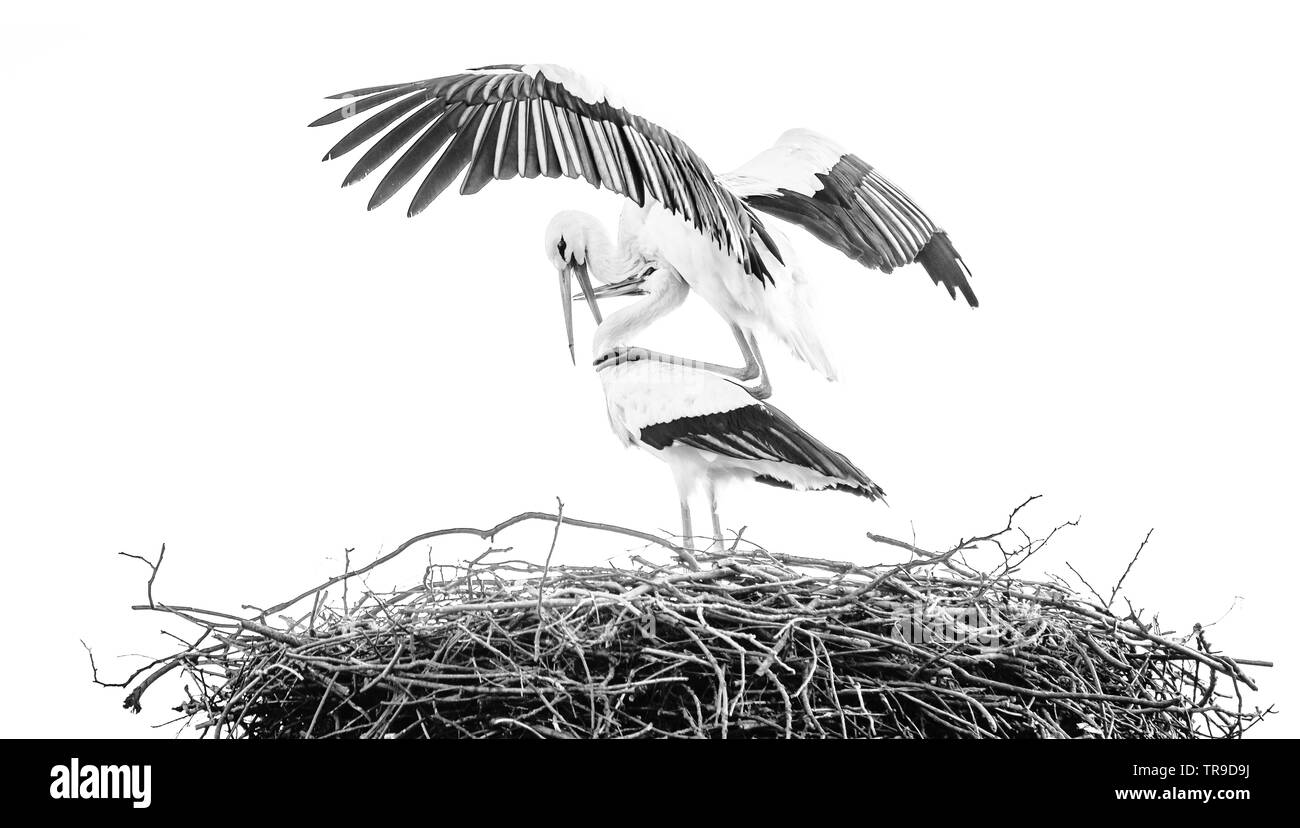 Einen männlichen Weißstorch steht auf der Rückseite der Störchin mit seinem Flügel öffnen, vorsichtig Schnabel des weiblichen Berühren mit seinem eigenen. Stockfoto