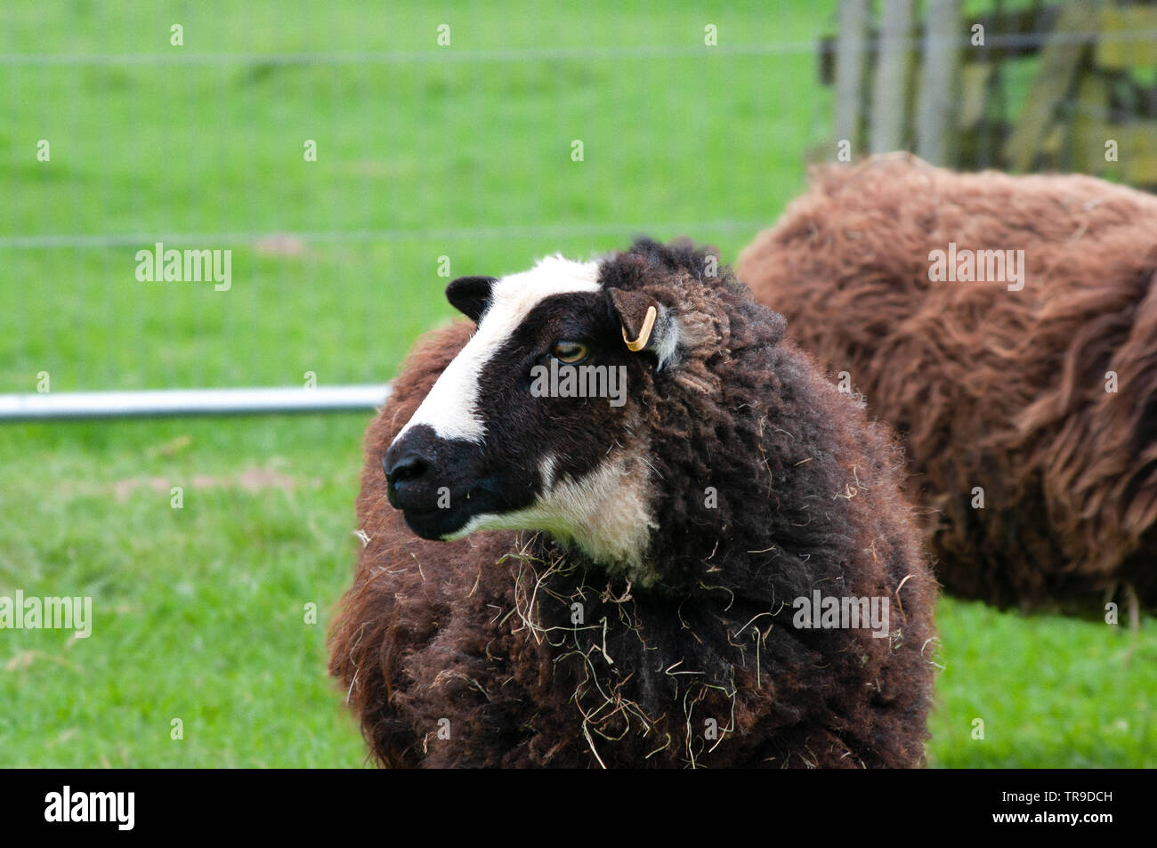 Balwen Welsh Mountain Ewe zu schwarzen und weißen Kopf Markierungen. Stockfoto