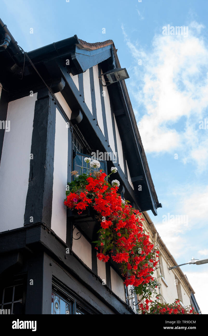 Rote Blumen in Stratford-upon-Avon Fenster auf Schwarz und Weiß Tudor Gebäude. Stockfoto