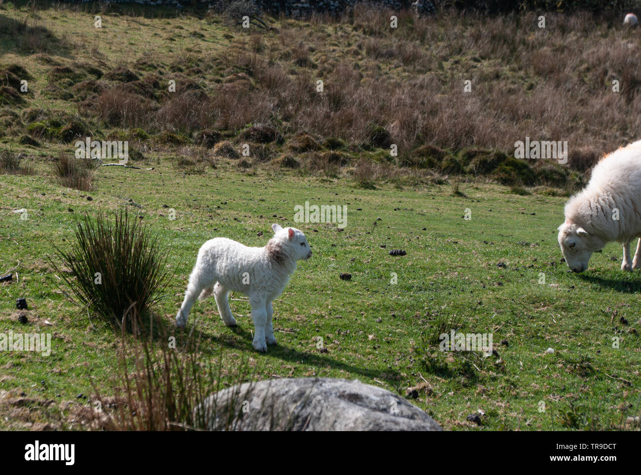 Hardy Welsh Mountain Mutterschaf und Lamm. Stockfoto