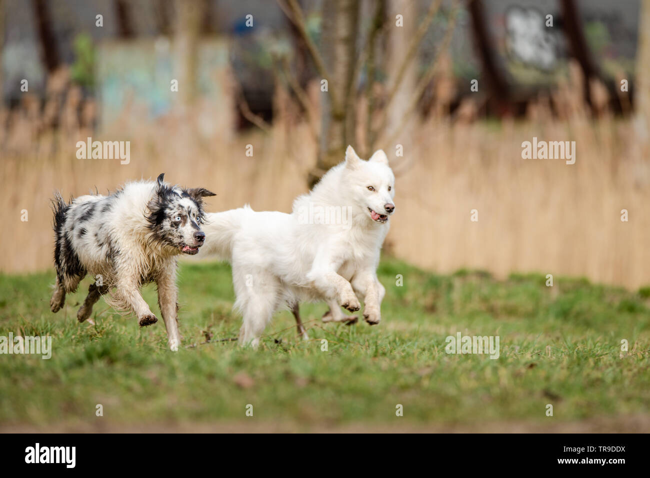 Niedlich, flauschige weiße Samojeden Hund und eine blue merle Border Collie laufen und spielen zusammen auf den Hund Park Stockfoto