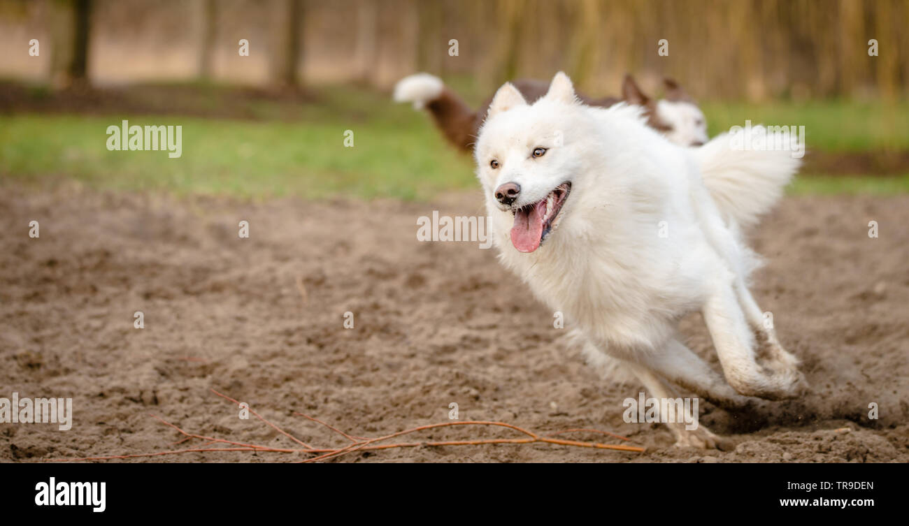Niedlich, flauschige weiße Samojeden Hund und ein brauner und weißer Border Collie laufen und spielen zusammen auf den Hund Park Stockfoto