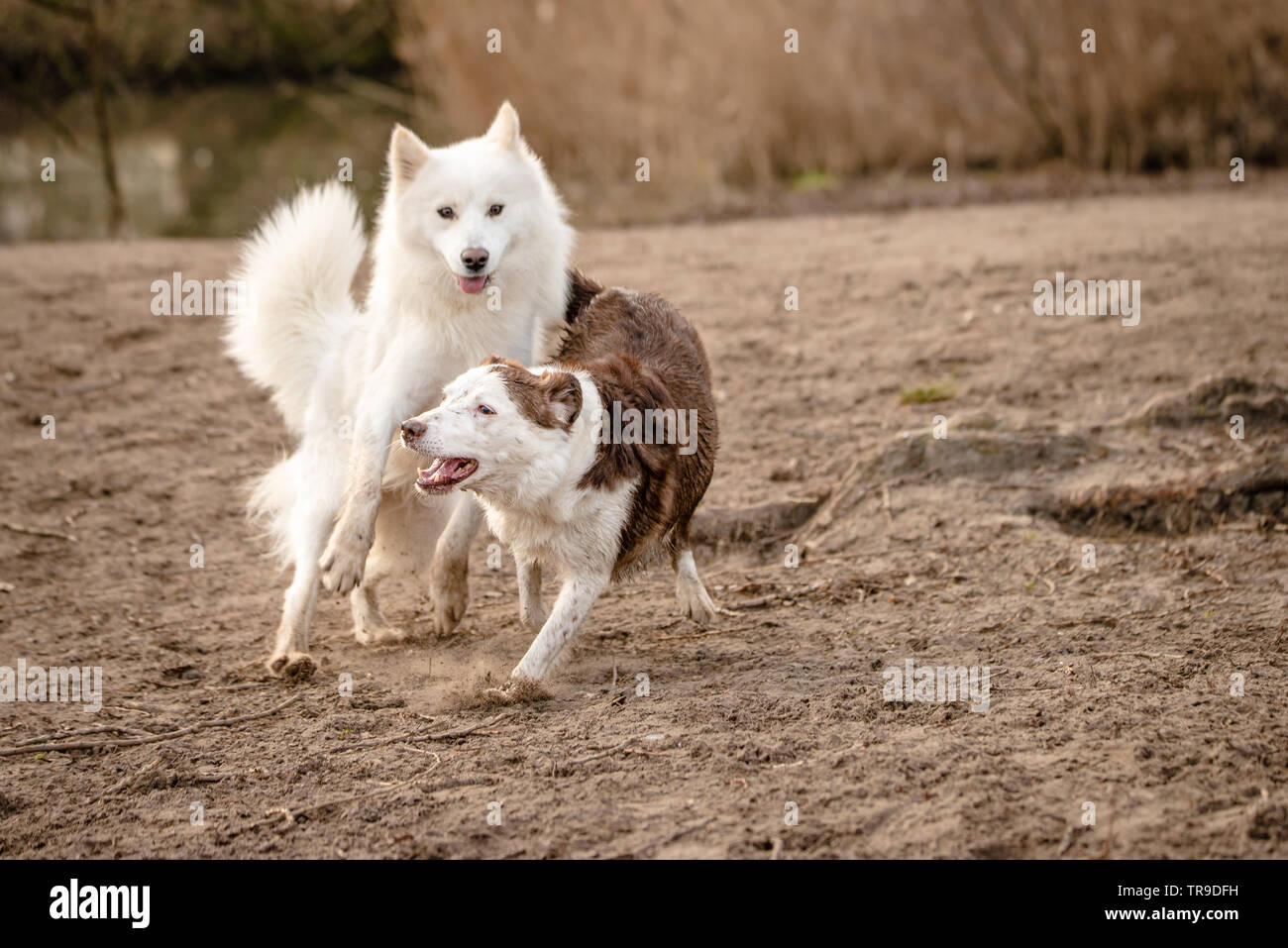 Niedlich, flauschige weiße Samojeden Hund und ein brauner und weißer Border Collie laufen und spielen zusammen auf den Hund Park Stockfoto