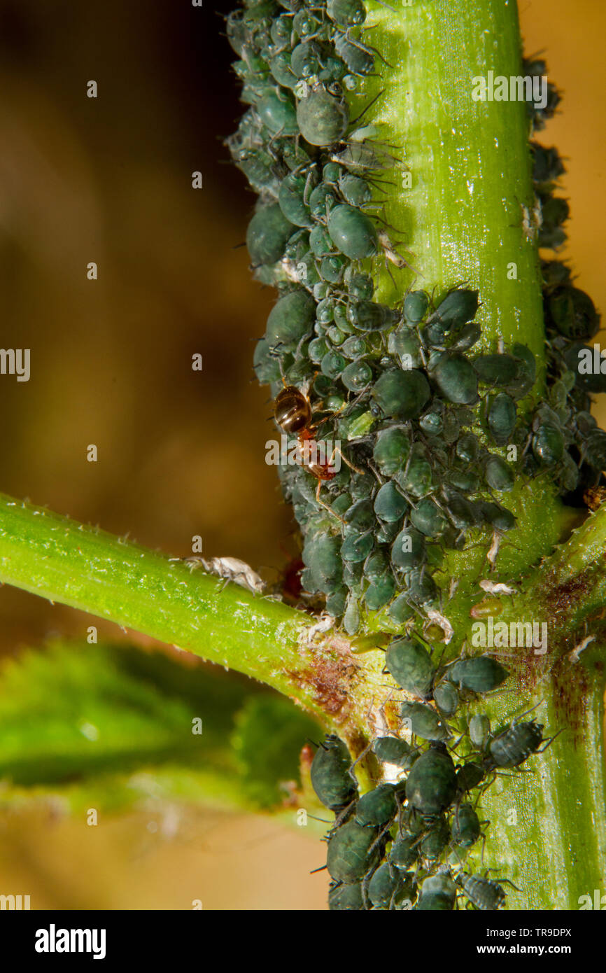 Ameisen hüten und Melken Blattläuse auf einem Zweig von Elder Stockfoto