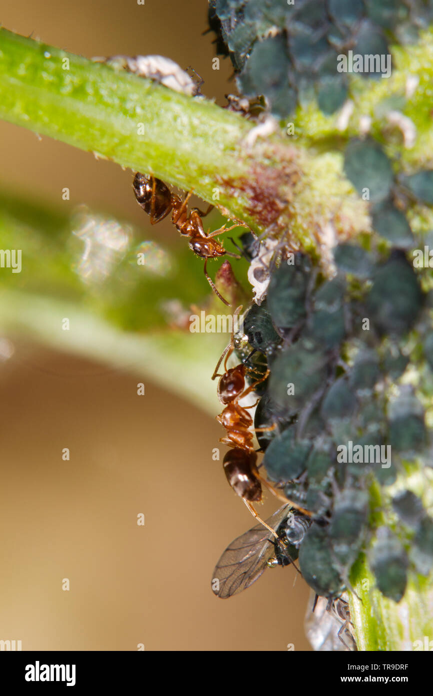 Ameisen hüten und Melken Blattläuse auf einem Zweig von Elder Stockfoto