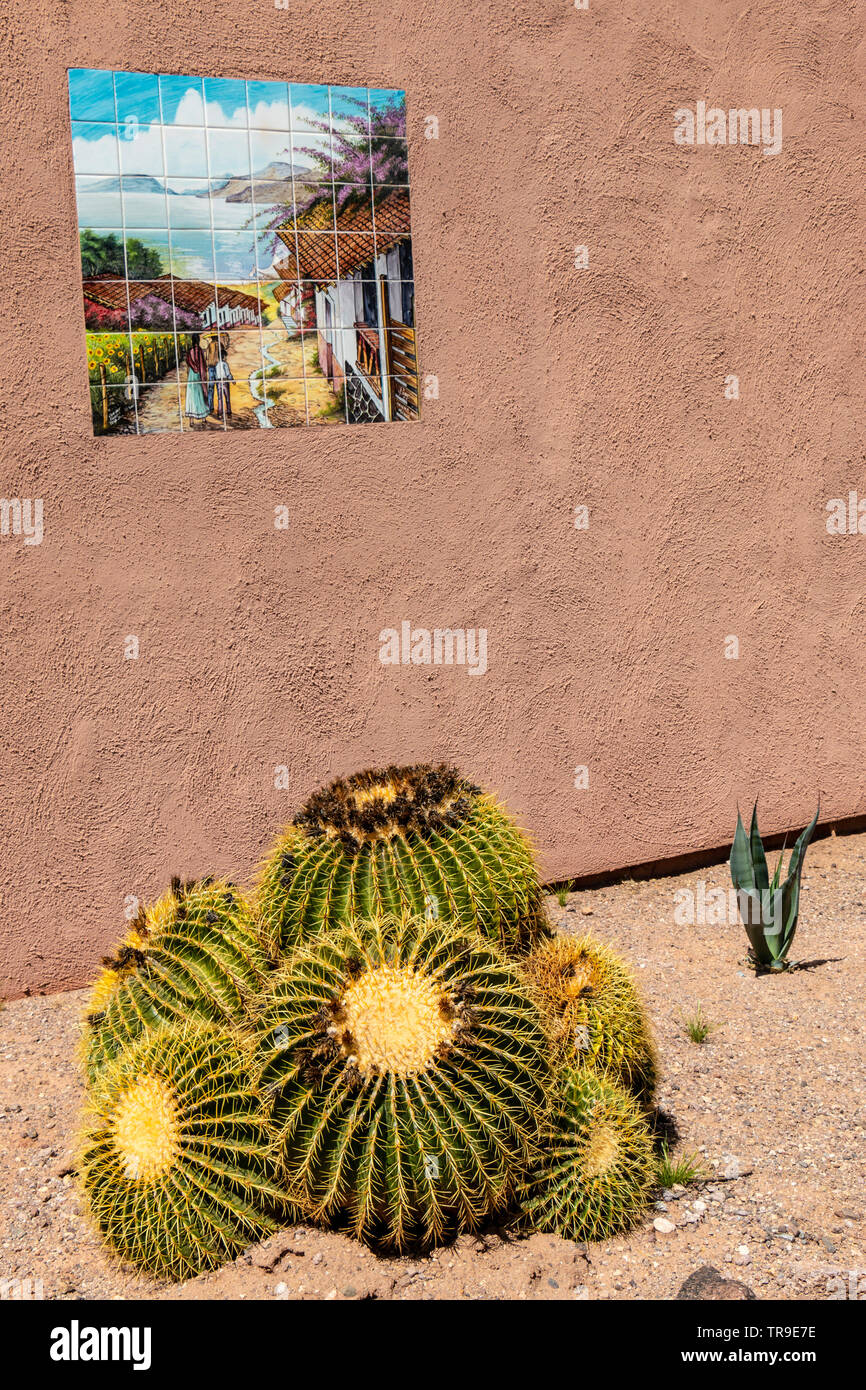 Golden barrel Kaktus wächst gegen eine Wand im White Stallion Ranch, eine Dude Ranch außerhalb von Tucson, AZ. Stockfoto