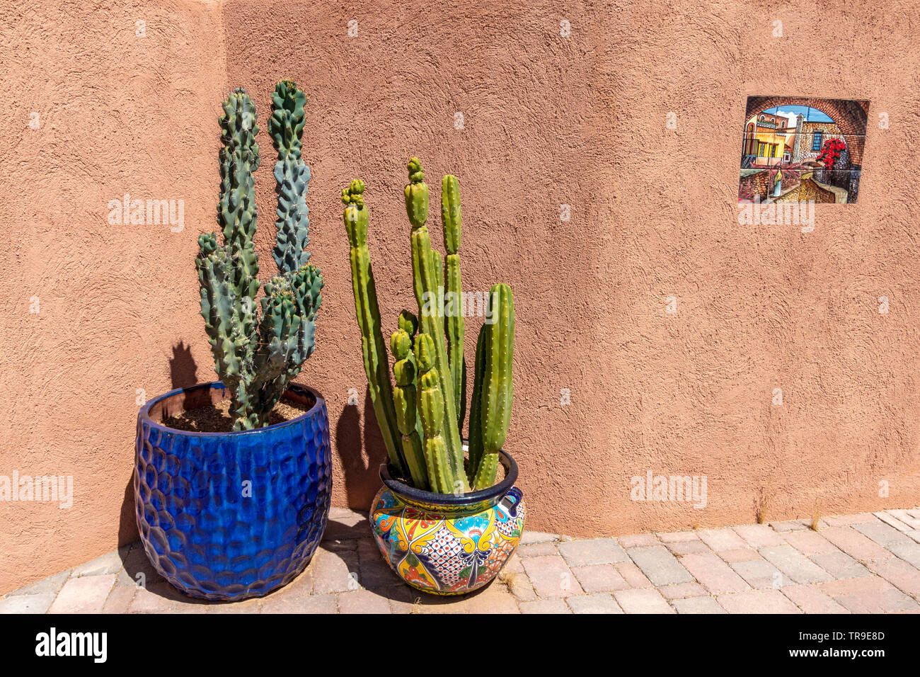 San pedro kaktus -Fotos und -Bildmaterial in hoher Auflsung  Alamy
