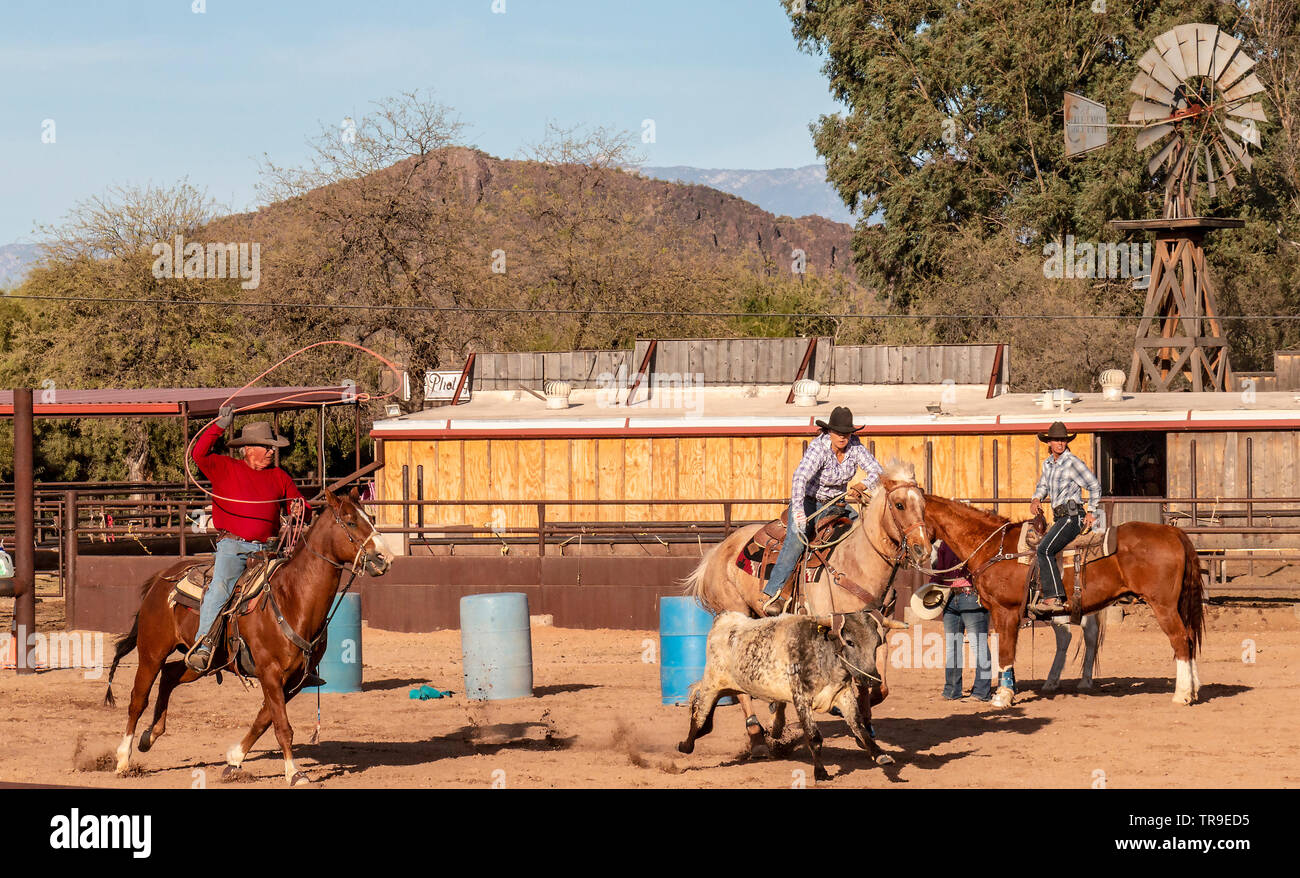 Wöchentliche Rodeo im White Stallion Ranch, eine Dude Ranch außerhalb von Tucson, AZ. Hier Reiter nehmen an Team Penning, manchmal rauhe Ereignis mit Zeitangabe, wo ein t Stockfoto